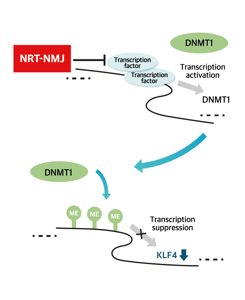 NRT-NMJ