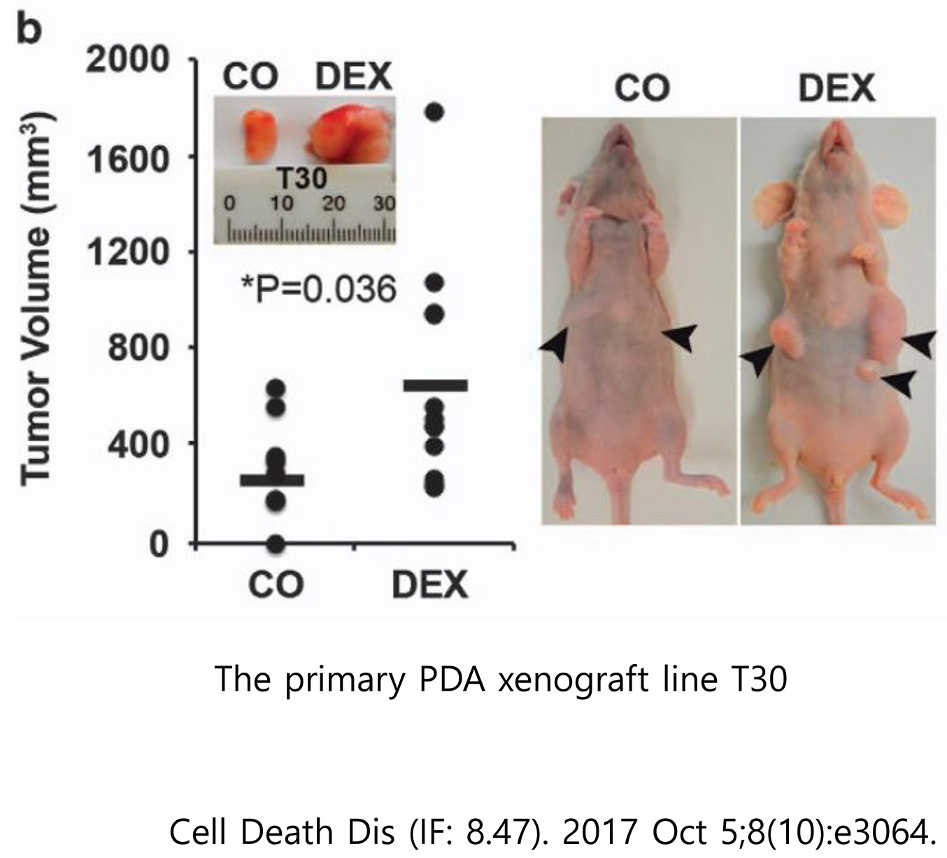 Pancreatic cancer xenograft model