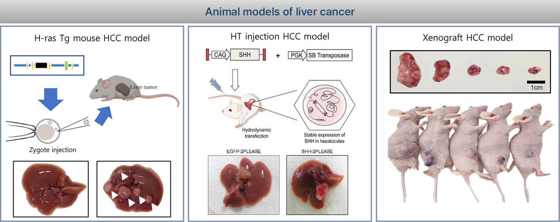Animal models of liver cancer