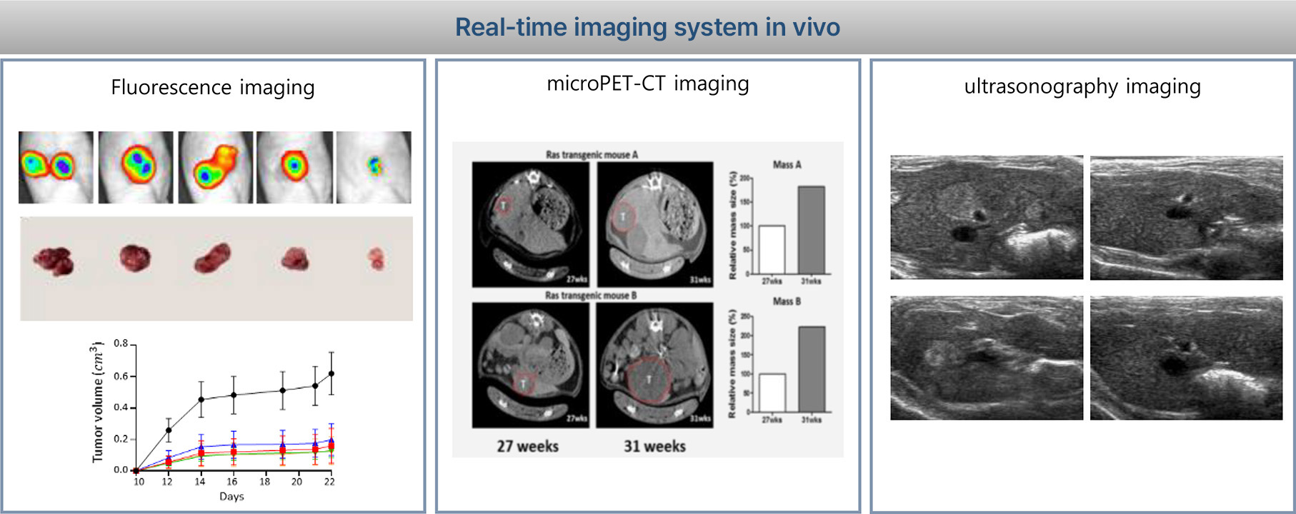 Real-time imaging system in vivo